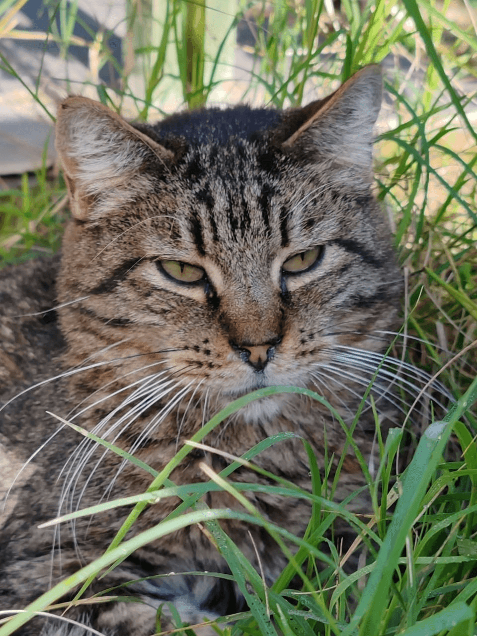Gatto Mauretto